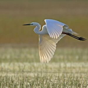 Great White Egret- in flight over water meadow, Neusiedler See, Austria