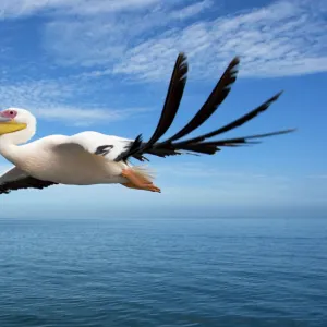 Great White Pelican - In flight over the Atlantic Ocean near Walvis Bay Namibia. Africa