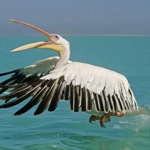 Great White Pelican - taking off from the water - with beak open - Atlantic Ocean - Namibia - Africa Great White Pelican - taking off from the water - with beak open - Atlantic Ocean - Namibia - Africa