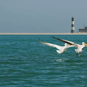 Great White Pelicans - pair in flight with the Pelican Point Light House in the background - Atlantic Ocean - Namibia - Africa