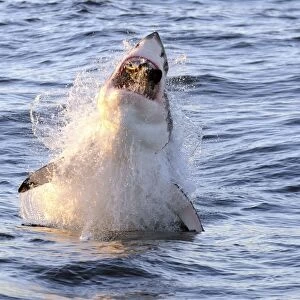 Great White Shark - Breaching - Seal Island - False Bay - South Africa