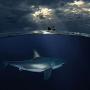 Great white shark, Carcharodon carcharias, following kayak. Increasingly, people and sharks come into contact as humans spend their leisure time in the seas and oceans