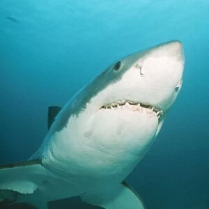 Great White Shark Close-up front view of head to flippers, Naptunes Islands, Spencers Gulf, Australia