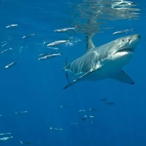 Great White Shark - Female - Guadalupe island - Mexico