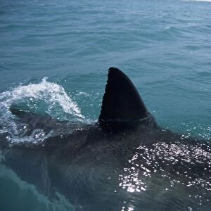 Great White Shark. With fin out of water. Dire Island Gansbaai South Africa