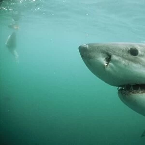 Great White Shark Gansbaai, South Africa