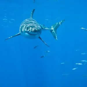 Great White Shark - male - Guadalupe island - Mexico Great White Shark - male - Guadalupe island - Mexico