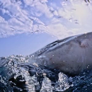 Great White Shark. With nose out of water. Dire Island Gansbaai South Africa