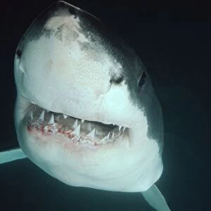 Great White Shark VT 8189 Underwater, close up of head, showing teeth - South Australia Carcharodon carcharias © Ron & Valerie Taylor / ARDEA LONDON