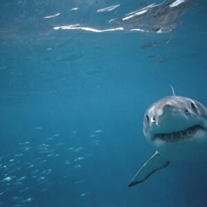 Great White Shark VT 8217 Underwater coming towards camera - South Australia. Carcharodon carcharias © Valerie & Ron Taylor / ARDEA LONDON