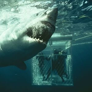 Great White / White / White Pointer SHARK - & scuba divers in ca