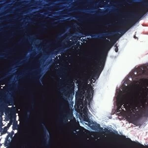 Great White / White / White Pointer SHARK - man touching shark s
