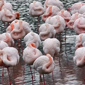 Greater Flamingo - flock in flight. Saintes Maries de la Mer - Carmague - France