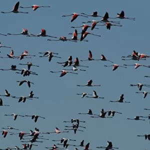 Greater Flamingo - Flock in flight Lake Ngami, Botswana, Africa