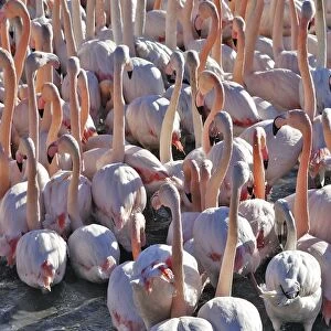 Greater Flamingo - flock in water. France