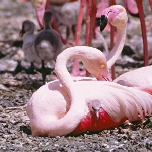 Greater Flamingo LHB 105 With chick Phoenicopterus ruber © Leslie Brown / ardea. com
