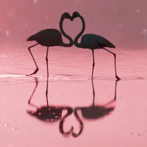 Greater Flamingo - Pair kissing - evening at the Laguna de Fuente de Piedra near the town of Antequera, Andalucia, province of Malaga Spain MANIPULATED IMAGE - Birds moved, colour of background changed and stars added Greater Flamingo - Pair kissing - evening at the Laguna de Fuente de Piedra near the town of Antequera, Andalucia, province of Malaga Spain MANIPULATED IMAGE - Birds moved, colour of background changed and stars added