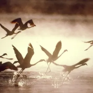 Greater Flamingoes CRH 929 Taking off from the steamy hot spring waters of a rift valley soda lake Lake Bogoria, Kenya Phoenicopterus ruber © Chris Harvey / ardea. com Greater Flamingoes CRH 929 Taking off from the steamy hot spring waters of a rift valley soda lake Lake Bogoria, Kenya Phoenicopterus ruber © Chris Harvey / ardea. com