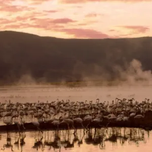 Greater Flamingoes CRH 936 Feeding from the steamy hot spring waters of a rift valley soda lake Lake Bogoria, Kenya Phoenicopterus ruber © Chris Harvey / ardea. com Greater Flamingoes CRH 936 Feeding from the steamy hot spring waters of a rift valley soda lake Lake Bogoria, Kenya Phoenicopterus ruber © Chris Harvey / ardea. com