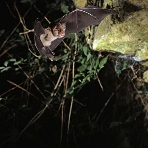 Greater horseshoe bat flying into a cave ( old iron mine) post breading season ( end of august) French jura