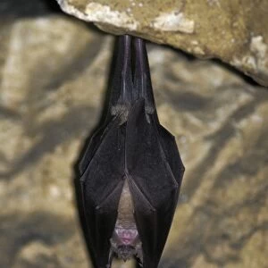 Greater Horseshoe Bat - hibernating in a Jura mountain's cave - Switzerland