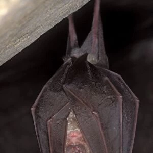 Greater Horseshoe Bat - hibernation at cave - Argonne - France