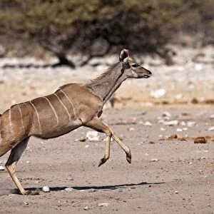 Greater Kudu - female running - Etosha National Park - Namibia