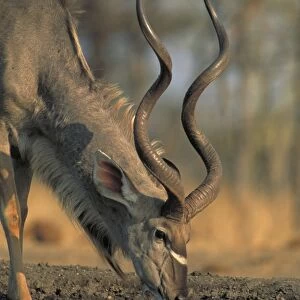 Greater Kudu - Zimbabwe, Africa - Drinking