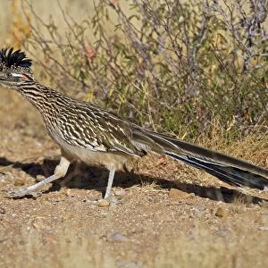 Greater Roadrunner - Eating with food in beak - Large-crested-terrestrial bird of arid Southwest - Common in scrub desert and mesquite groves - Seldom flies -Eats lizards-snakes and insects Arizona USA