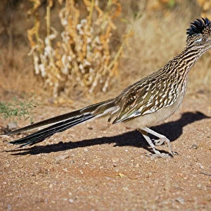 Greater Roadrunner - Walking - Large-crested-terrestrial bird of arid Southwest - Common in scrub desert and mesquite groves - Seldom flies -Eats lizards-snakes and insects Arizona USA