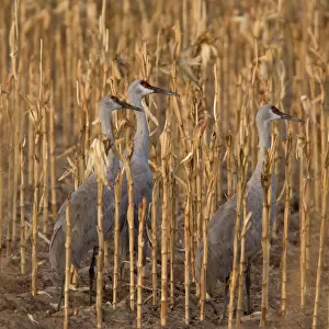 Greater Sandhill Cranes - in winter, feeding in maize (corn) field. Bosque del Apache National Wildlife Refuge, New Mexico, USA