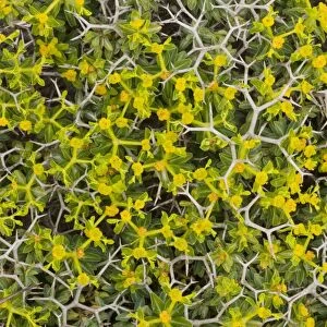 Greek spiny spurge (Euphorbia acanthothamnos), Crete