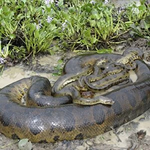 Green Anaconda - mating, with 3 males, not all visible Males up to 2 meters, female between 2 & 8 meters Llanos, Venezuela