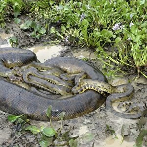 Green Anaconda - mating, with 3 males, not all visible Llanos, Venezuela