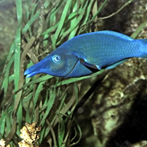 Green Birdmouth Wrasse, Indo-Pacific reefs. Changes sex as it grows older