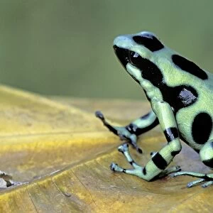 Green and Black Poison Frog - Cahuita National Park - Costa Rica