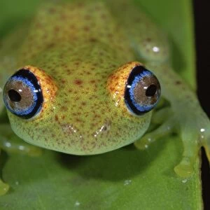 Green Bright-eyed Frog - Andasibe - Mantadia National Park - Madagascar