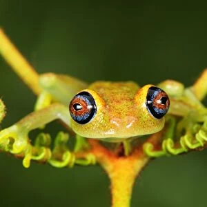 Green Bright-eyed Frog / Andasibe Tree Frog - on a fern Andasibe - Mantadia National Park - Madagascar