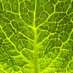 Green Cabbage Close up of leaf Green Cabbage Close up of leaf