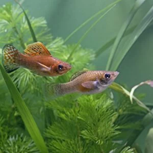 Green copper molly – side view pair - tropical freshwater - variant 002694