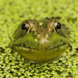 Green Frog - in duckweed - New York - USA Green Frog - in duckweed - New York - USA