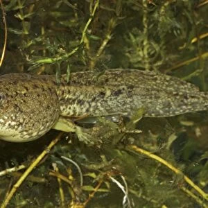 Green Frog Tadpole (Rana clamitans) - Intermediate stage tadpole with back legs emerging - New York - USA