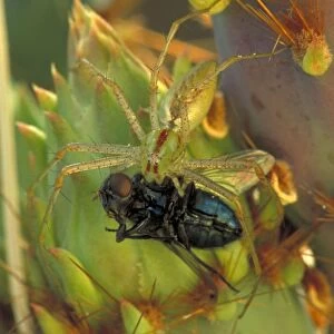 Green Lynx Spider - On prickly pear- Eating insect - Arizona - Preys on invertebrates attracted to blossoms - Ambushes predators