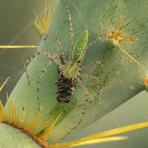 Green Lynx Spider - On prickly pear with prey - Arizona, USA - Preys on invertebrates attracted to blossoms