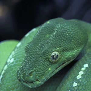 Green Python - Close-up of head. Australia - Found in rainforest areas of eastern Cape York Peninsula - A nocturnal arboreal Python which normally shelters in tree hollows-epiphytic ferns-etc during the day