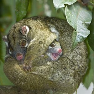 Green Ringtail Possum - female adult curled up on a branch trying to sleep but her baby is wiggling out of its pouch messing restlessly around - Atherton Tablelands, Queensland, Australia
