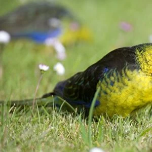 Green Rosella - adult standing in blooming meadow feeding on grass. With its claw it brings the grass roots to its beak to eat it the elegant way. He uses its claw like a hand, a very human-like gesture - Tasmania, Australia