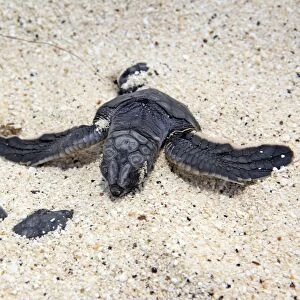 Green sea turtle - baby birth - Espanola Island - Galapagos Islands