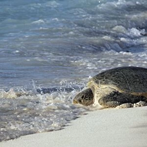Green Sea Turtle - on beach entering sea. Atol de Cosmoledo - Seychelles - Indian Ocean