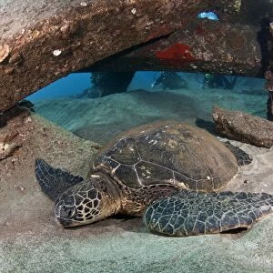 Green Sea Turtle - Mala Wharf - Lahaina - Maui